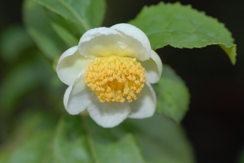 Camellia sinensis: o início de tudo